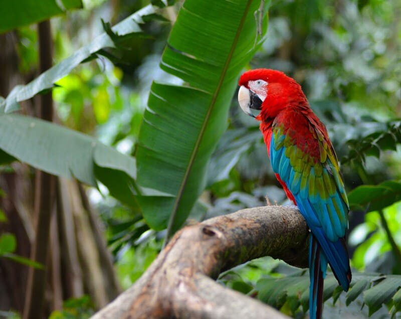 colombia selva loro