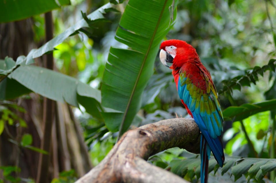 colombia selva loro