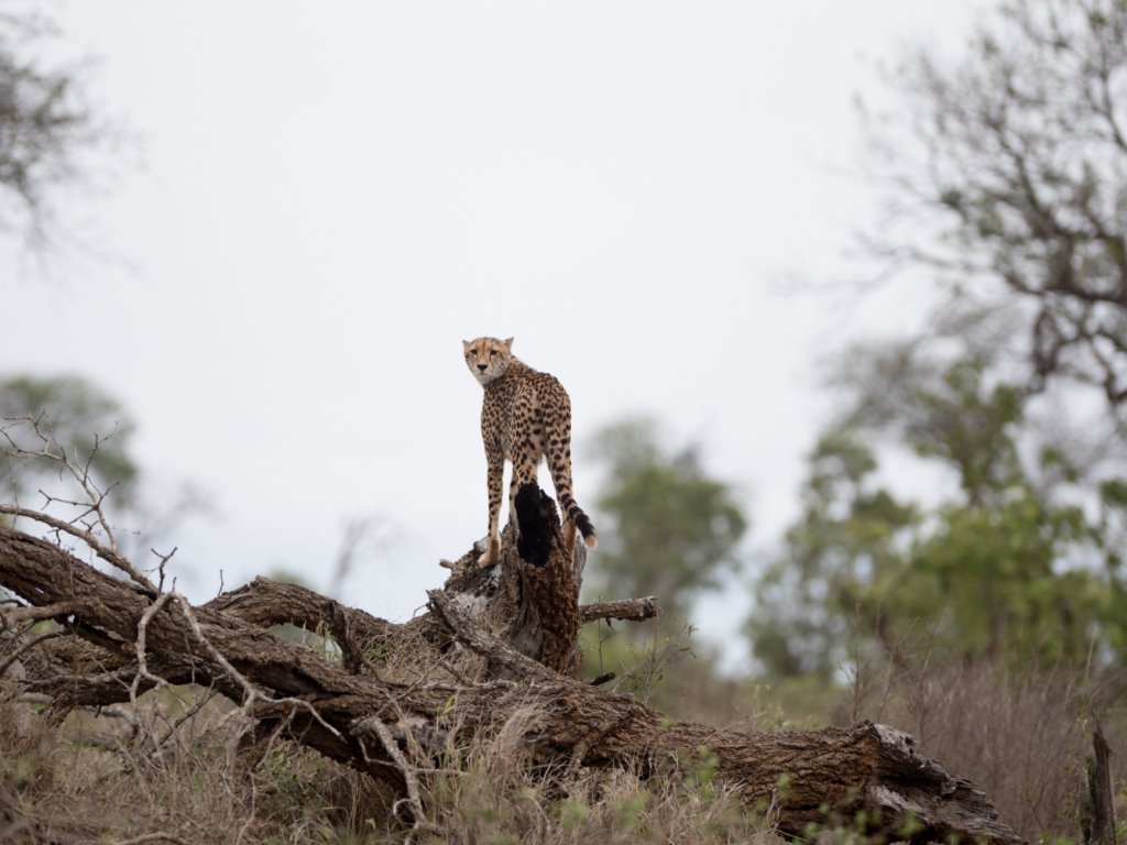 leopardo posa para la cámara en un safari fotográfico